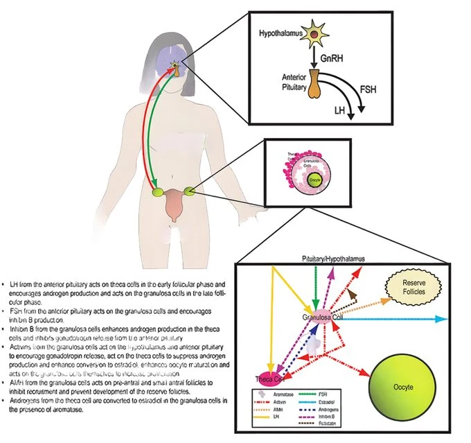 The Role of Chonluten in Promoting Luteinizing Hormone Production in Reproductive Endocrine Regulation