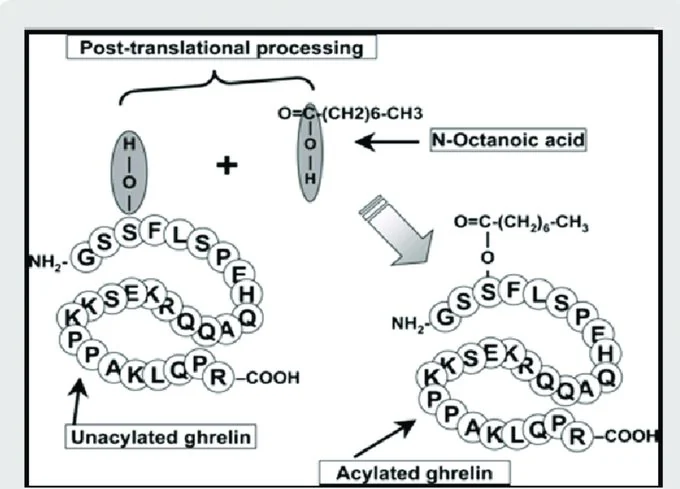 Growth Hormone-Releasing Peptide: An Analysis of Structure, Function, and Applications