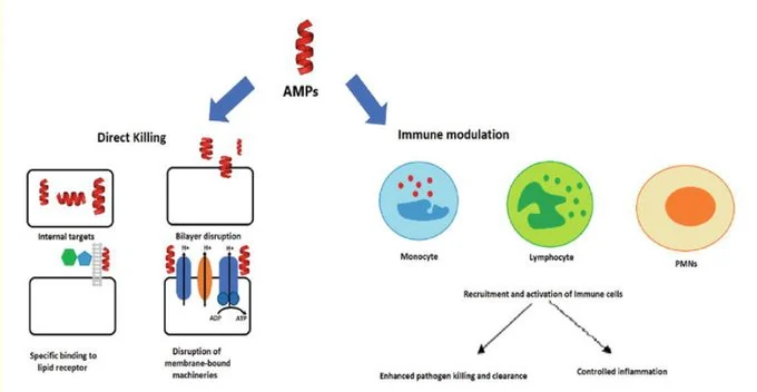 Peptide Analysis: Structure, Function, and Applications