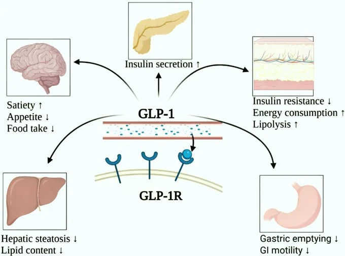 GLP-1 Drugs: A New Hope for Obesity Treatment