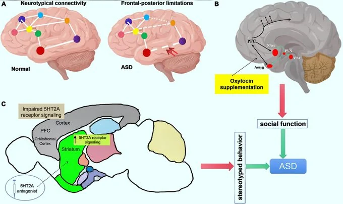 What is Oxytocin?