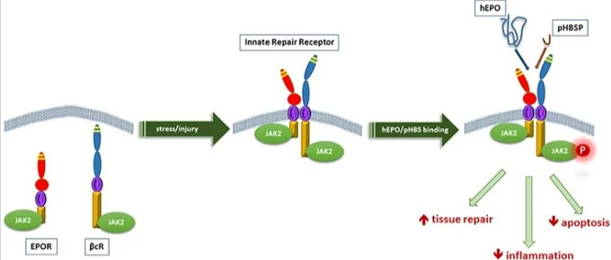ARA-290: For Inflammation Regulation