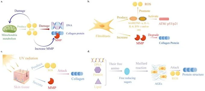 Peptides and Cellular Aging