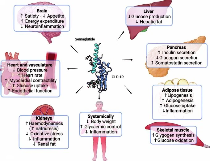 Cagrilintide for Glycemic Control and Weight Management in Patients with Type 2 Diabetes