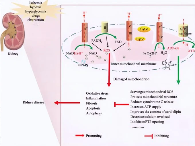 SS-31: Repairing Cellular Damage
