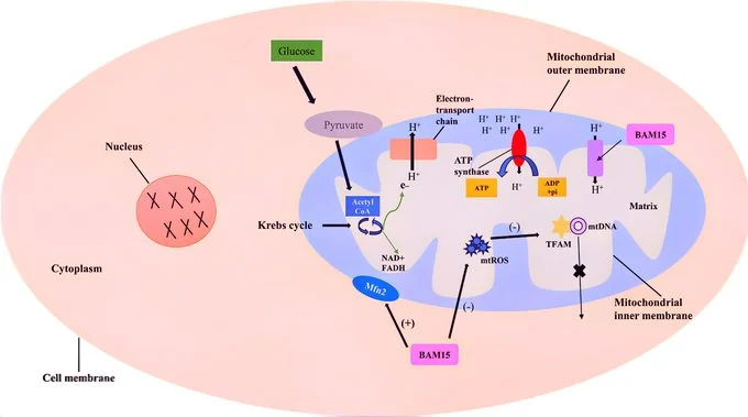 Bam15: Regulating Metabolic Function