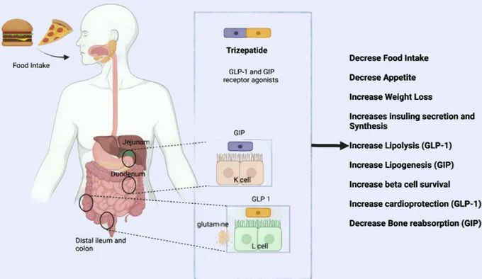 GLP-2: Effectively Controlling Blood Sugar Levels