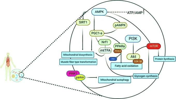 The Role of Vilon in Regulating Energy Diabetes Pathways for Fatigue Resistance and Exercise Endurance Improvement