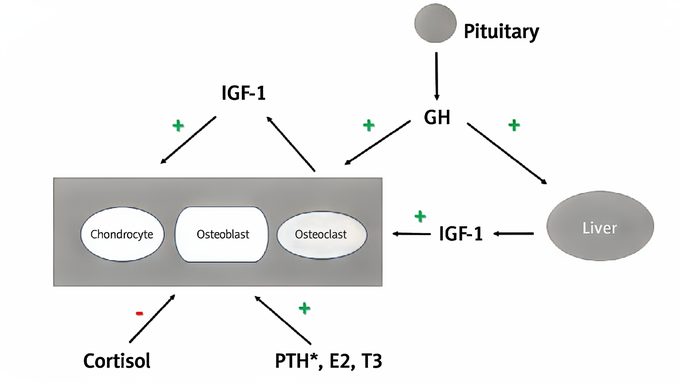 Growth Hormone Deficiency in Children and Peptide Replacement Therapy