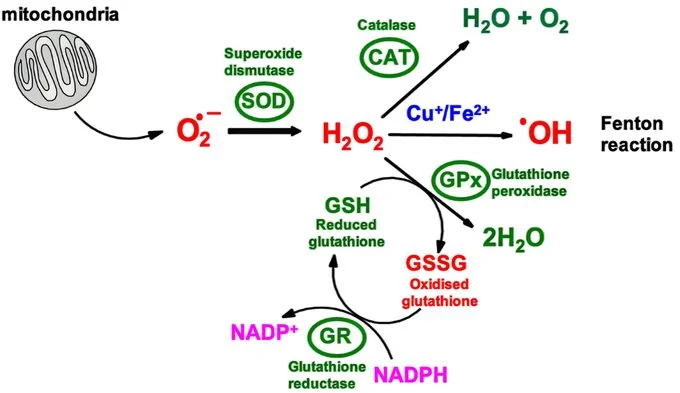 Glutathione: Enhancing Antioxidant Capacity