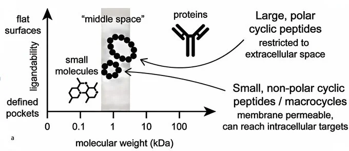 Comparison of Peptide Drugs and Traditional Small-Molecule Drugs