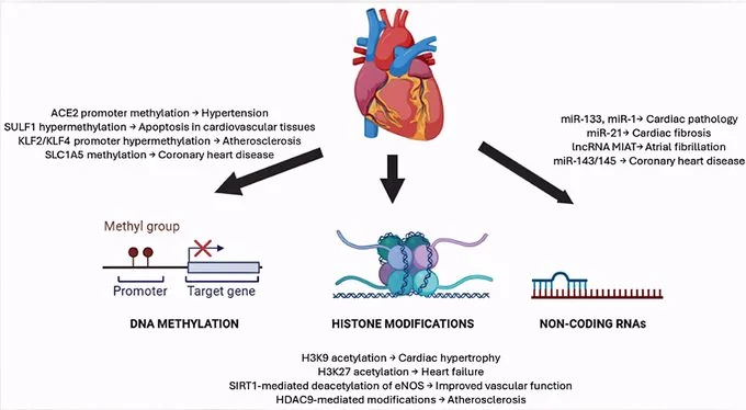 Cardiogen: Application in Cardiovascular Health Maintenance