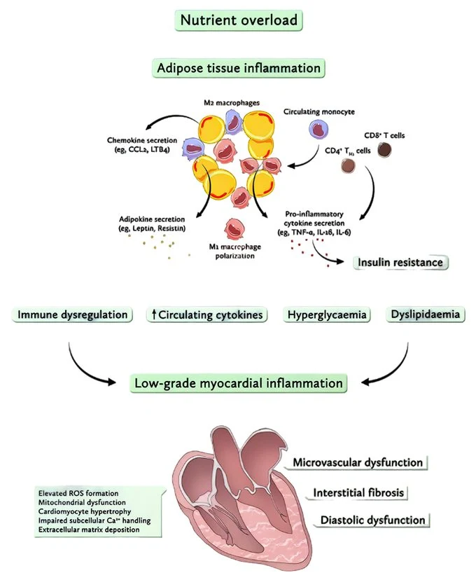 Corgaten Regulates Myocardial Energy Diabetes